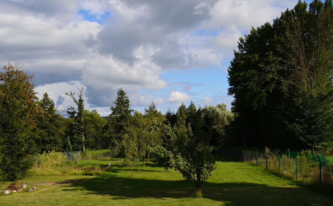 green tree garden free photo