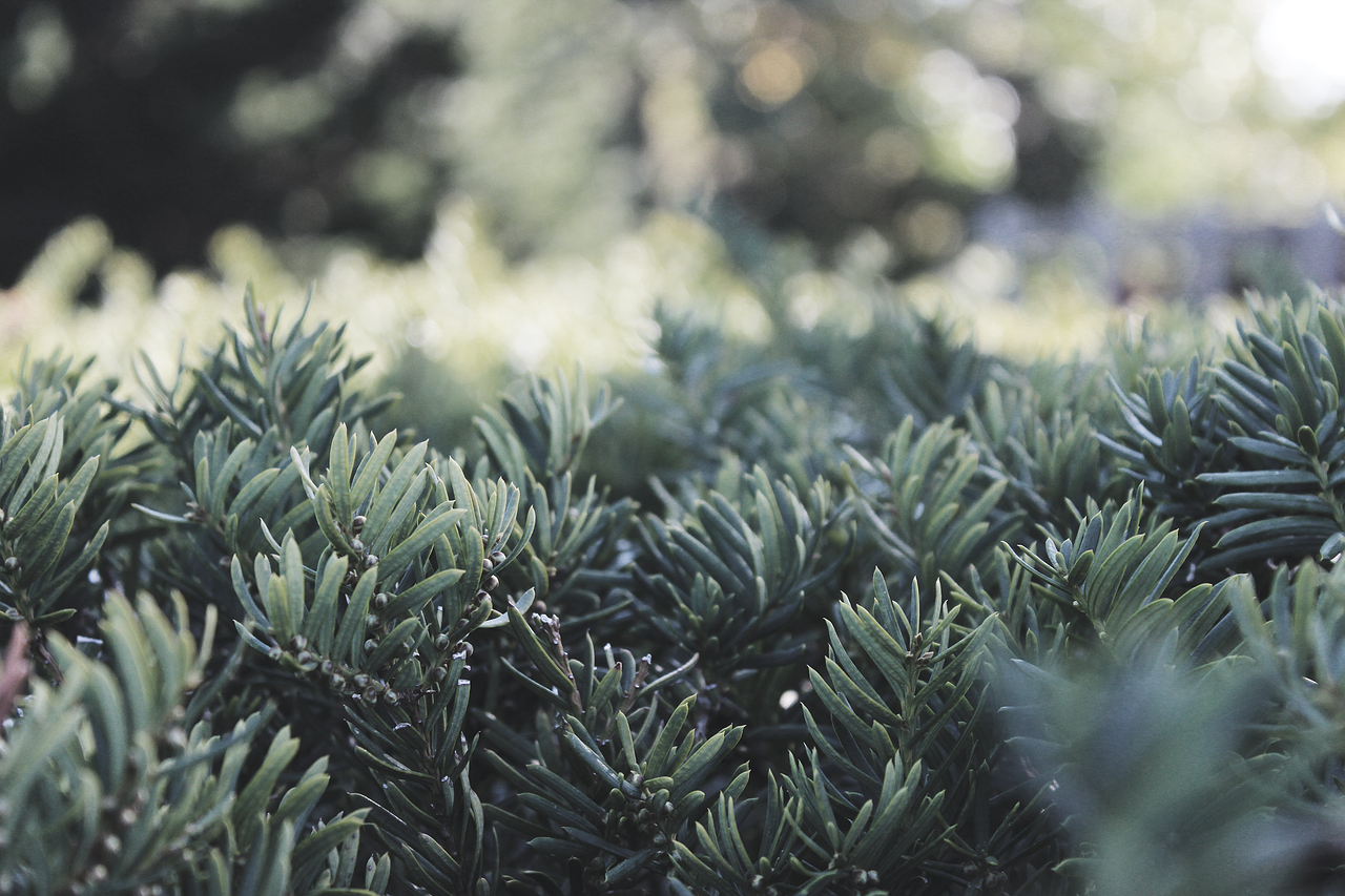 green leaves nature free photo