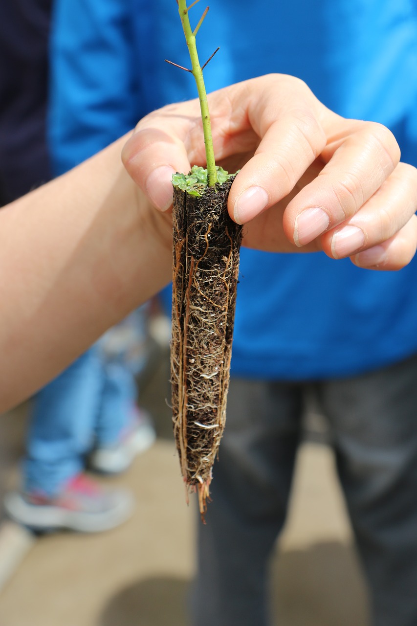 green hand root free photo