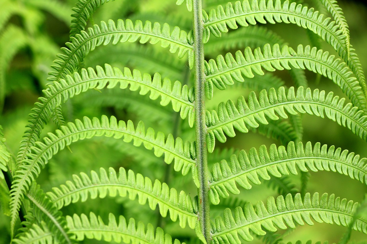 green plant fern free photo