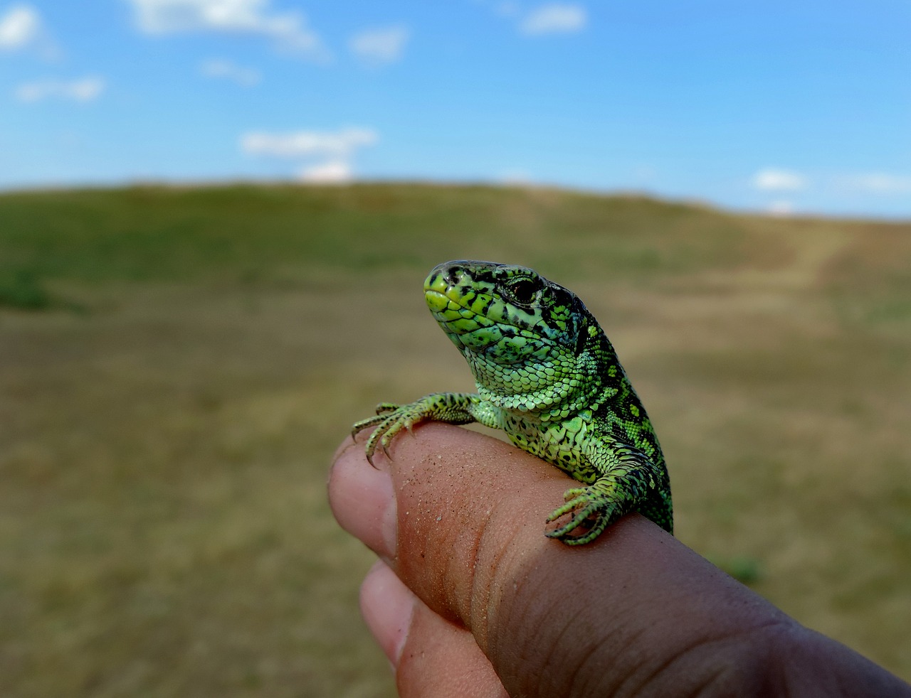 green lizard nature free photo