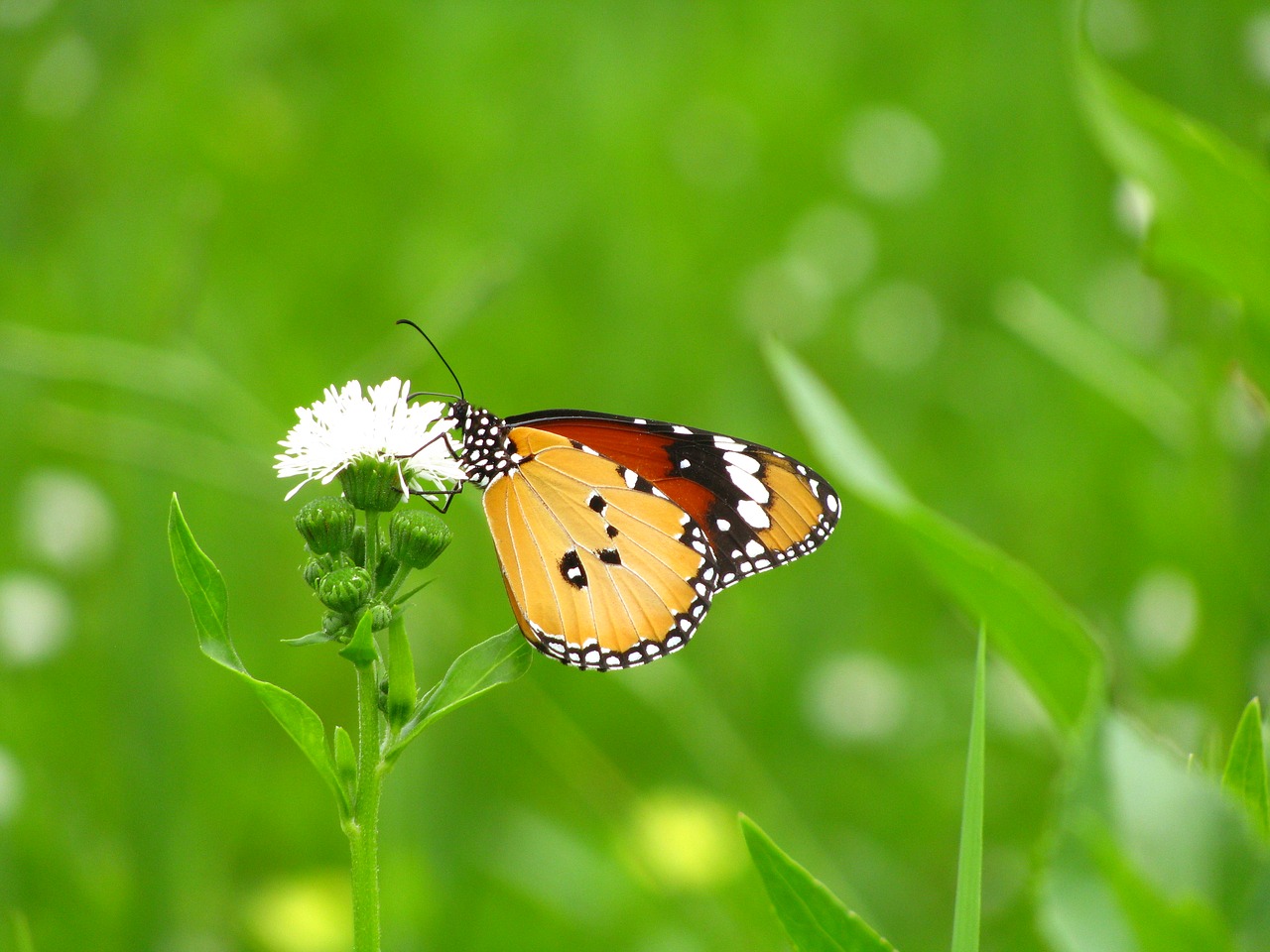 green quentin chong butterfly free photo