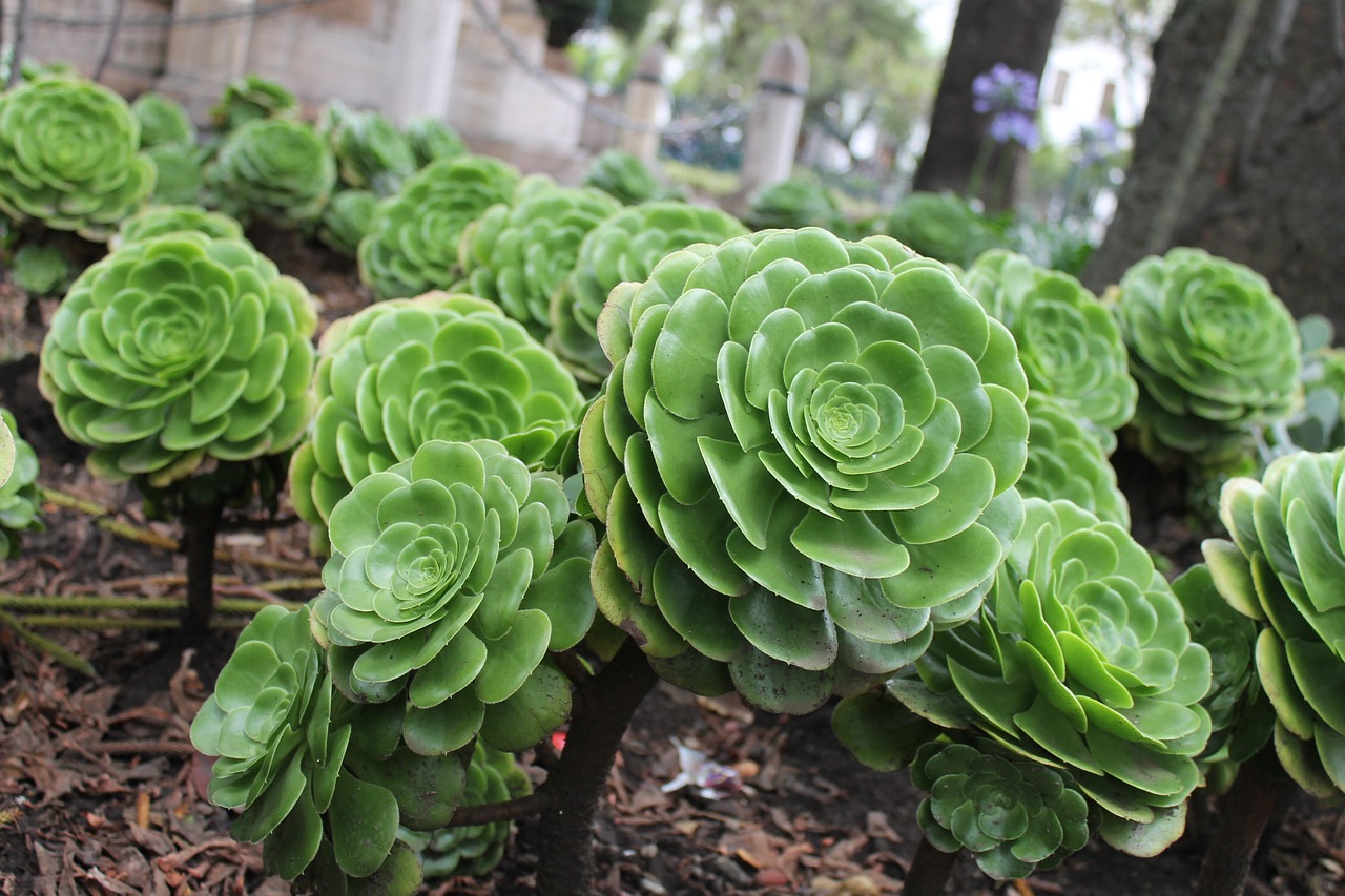 green plant nature free photo