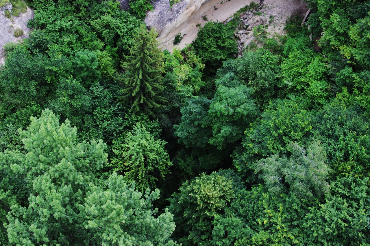 green tree forest free photo