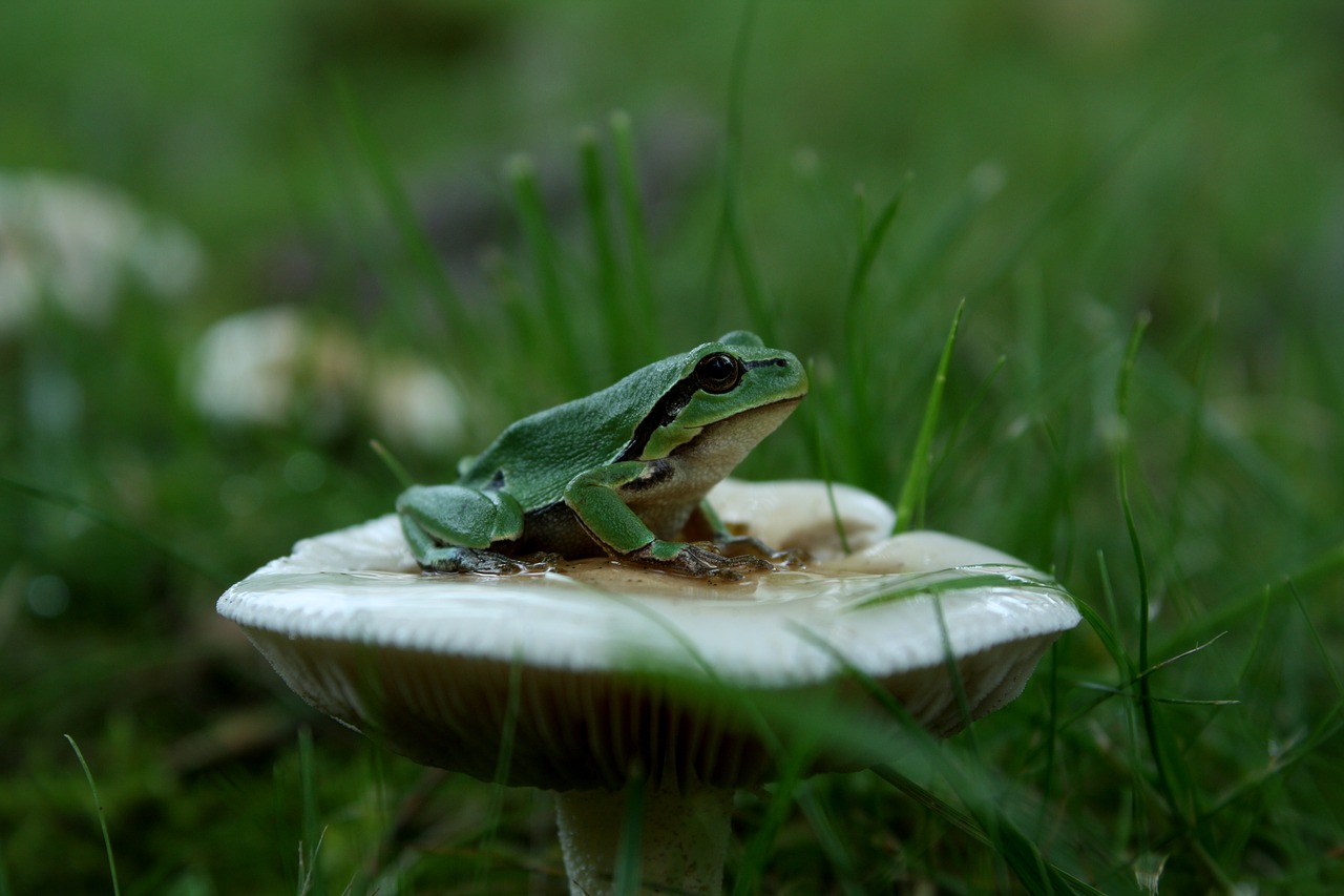 green tree frog amphibian free photo