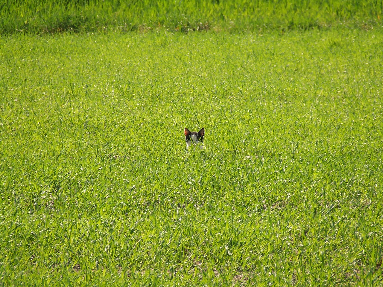 green field cat free photo