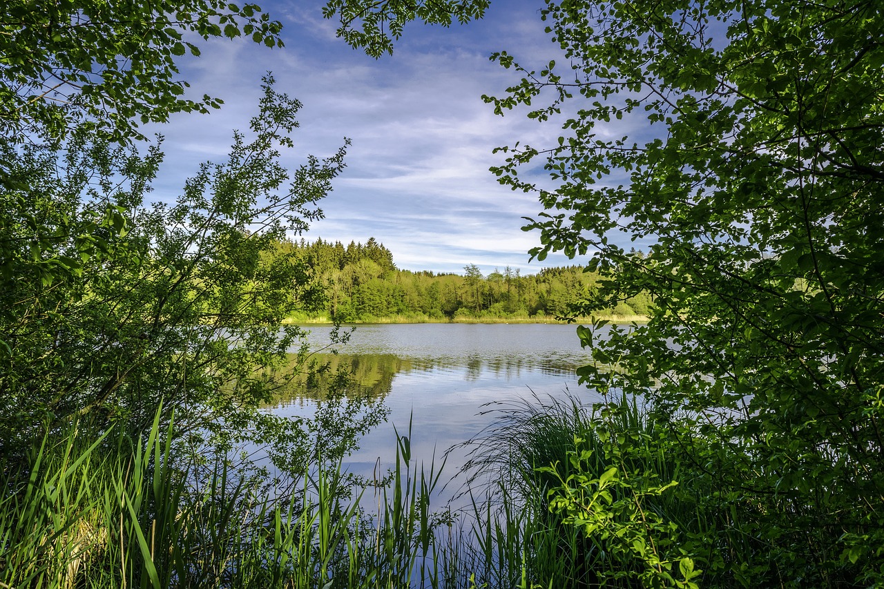 green trees nature free photo