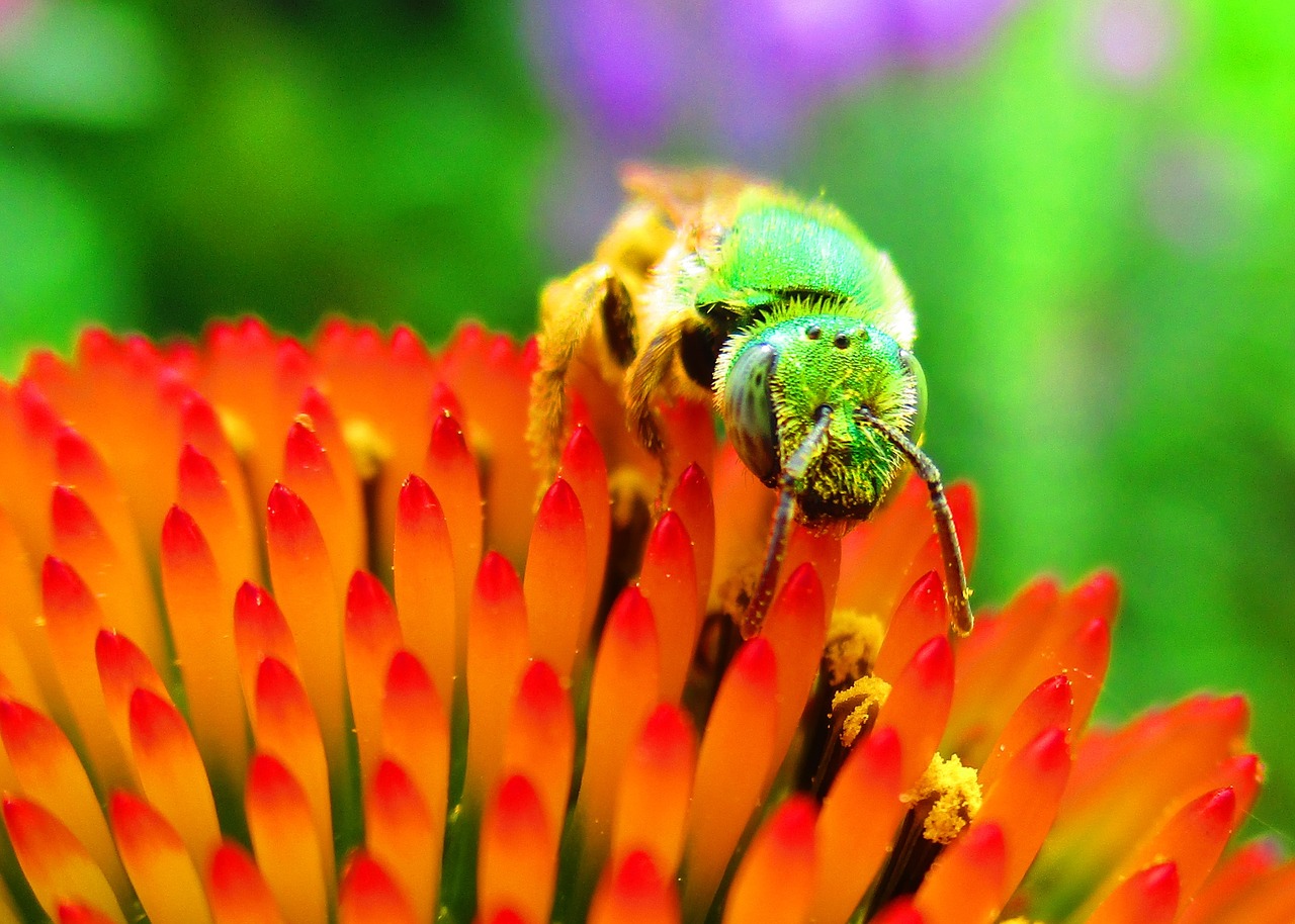 green metallic pollinator free photo