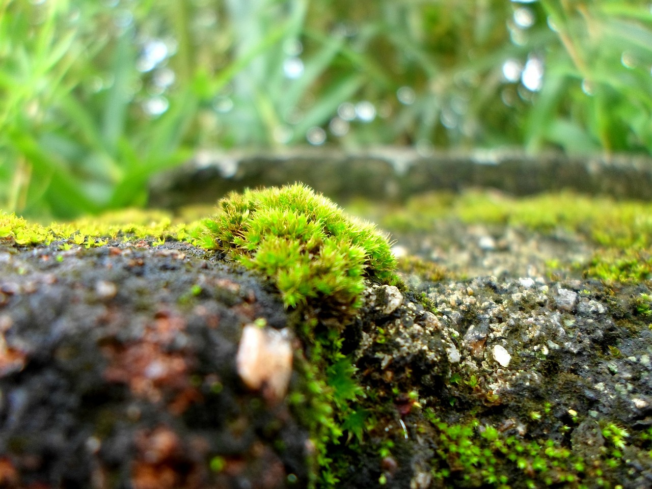 green mosses walls free photo