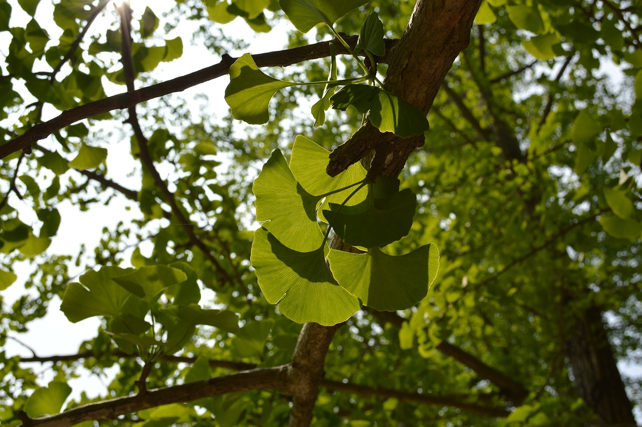 green the leaves ginkgo free photo