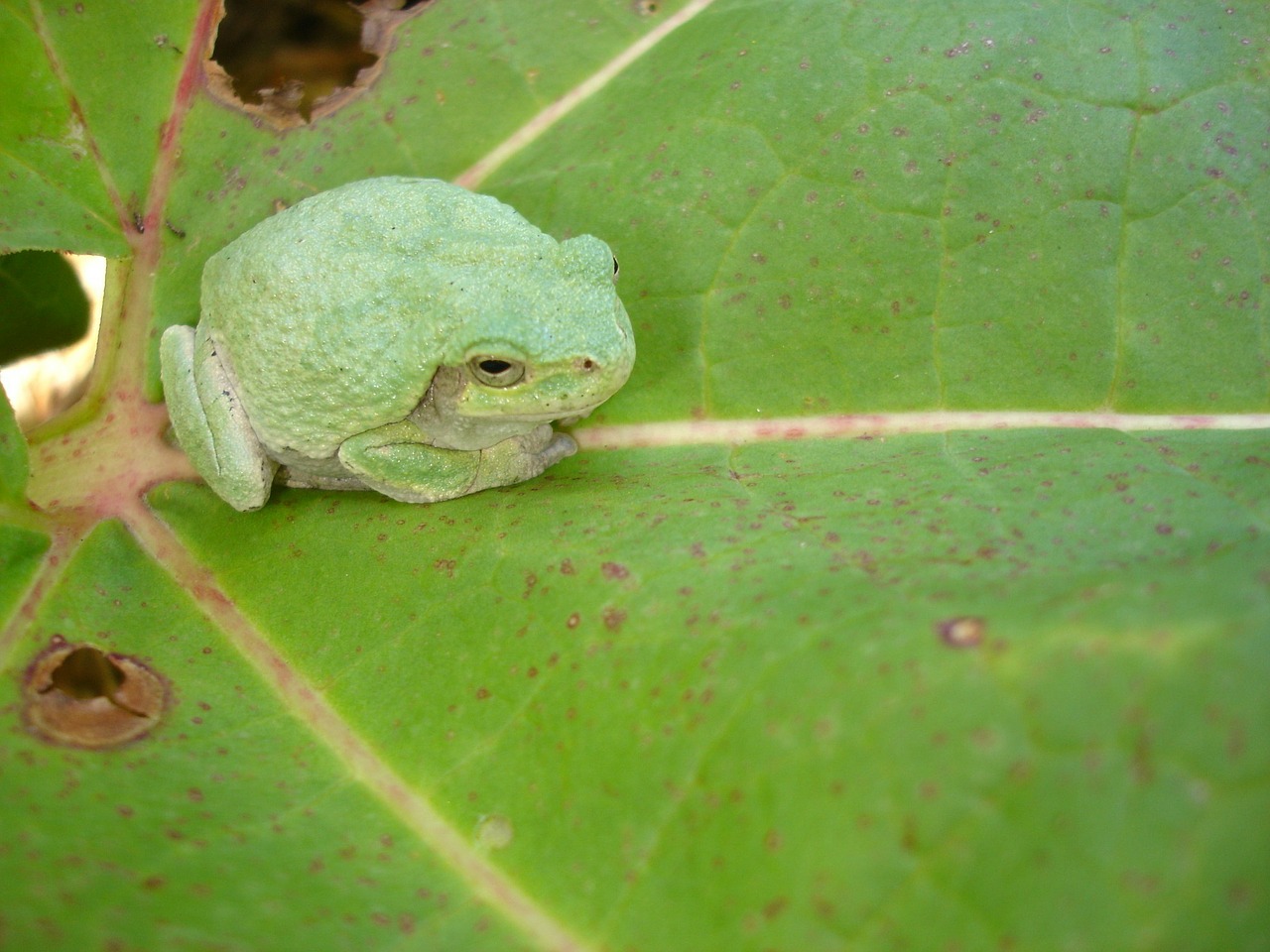 green frog camouflage free photo
