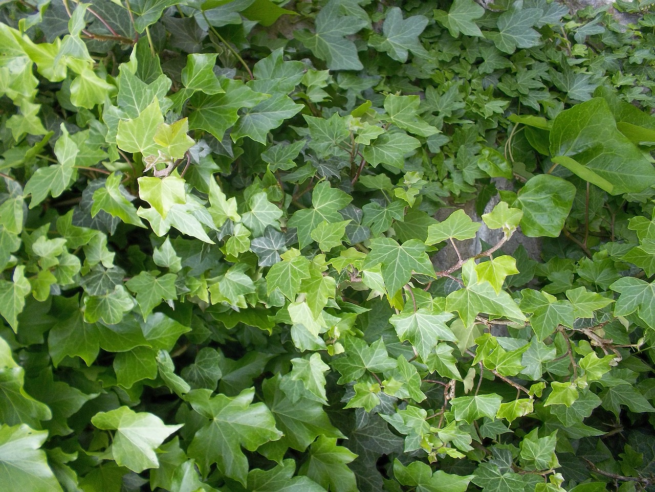 green vine leaves free photo