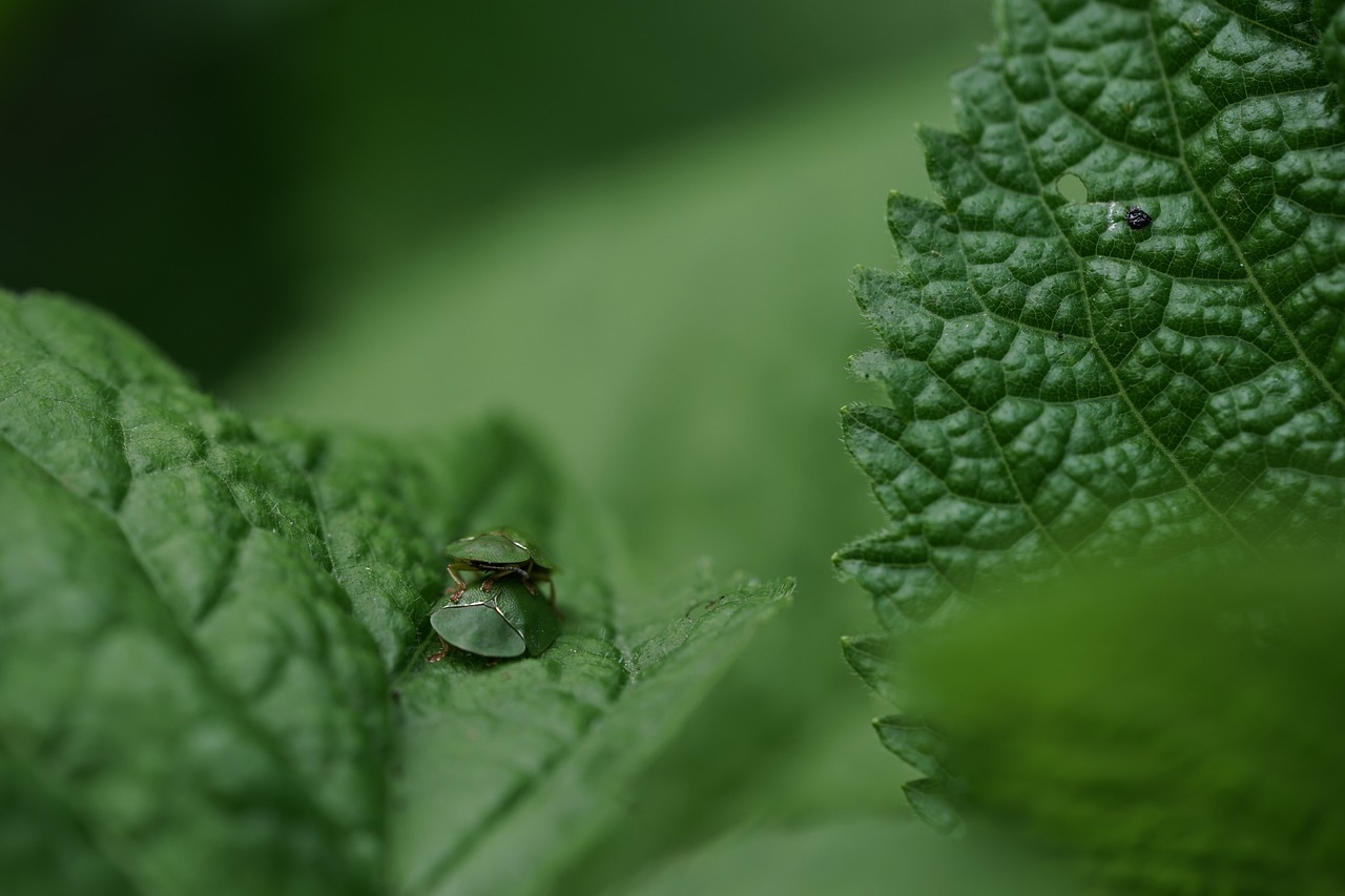 green bugs nature free photo