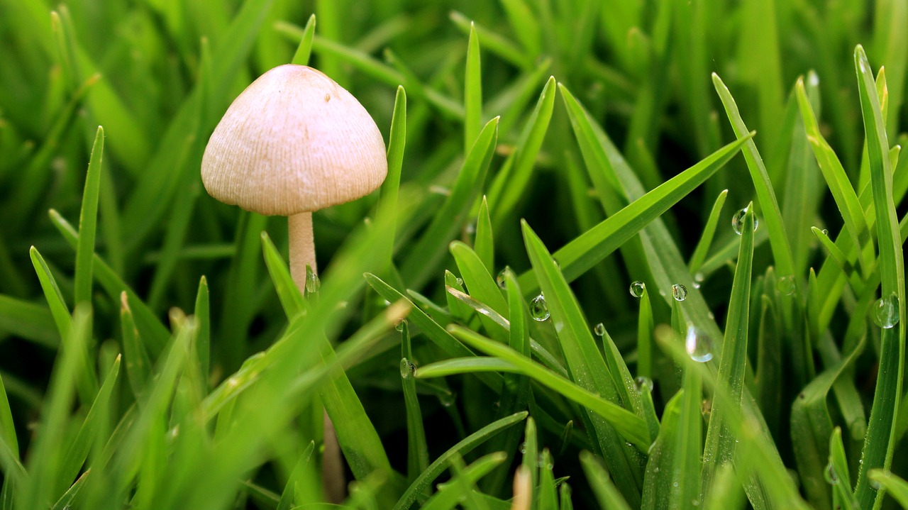 green spring fungus free photo