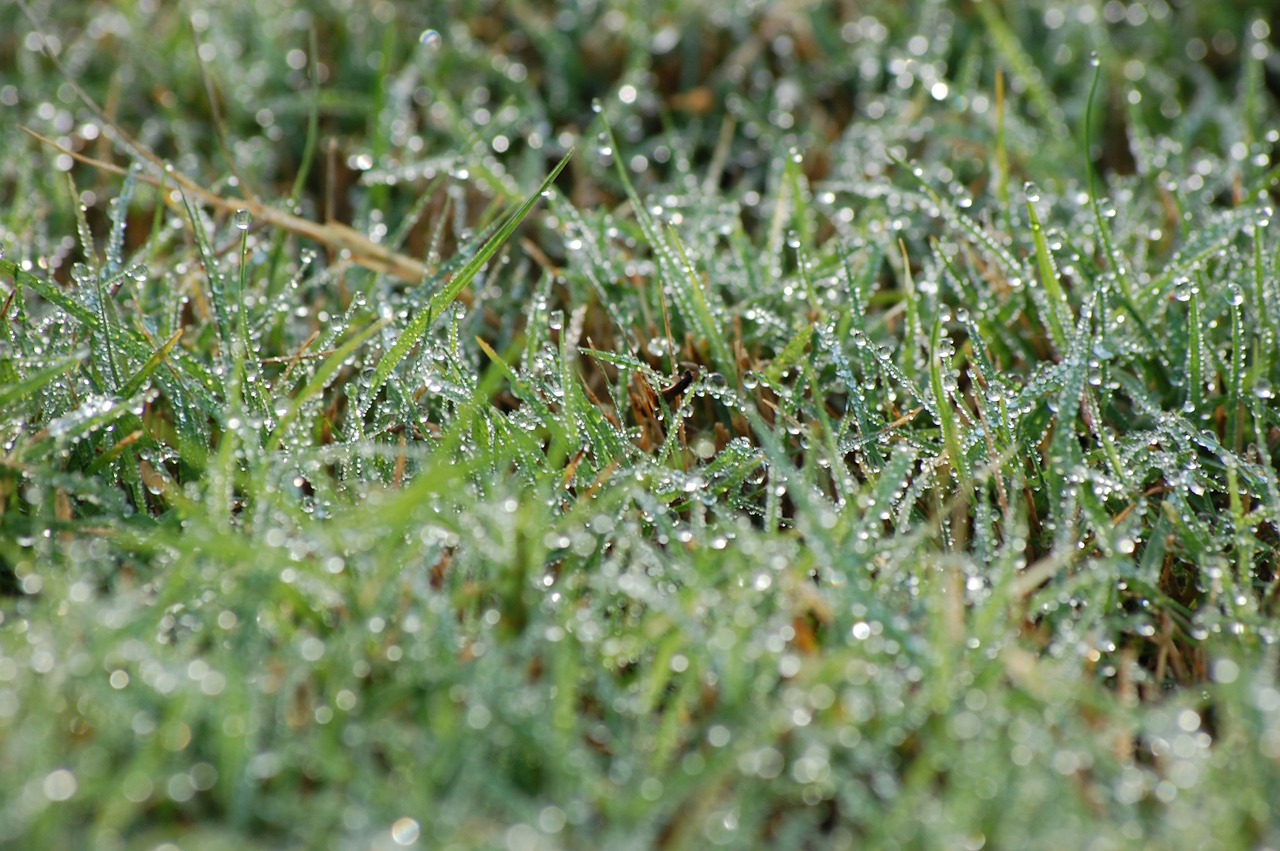 green wet grass free photo