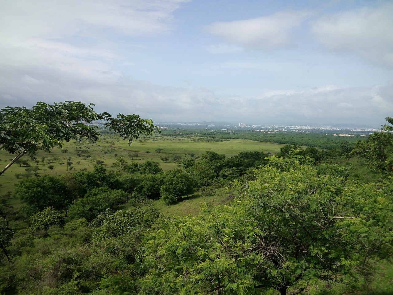 green morning jungle free photo