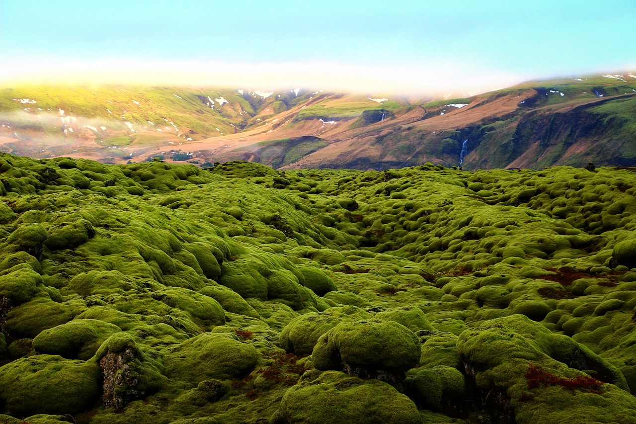 green moss scenery free photo