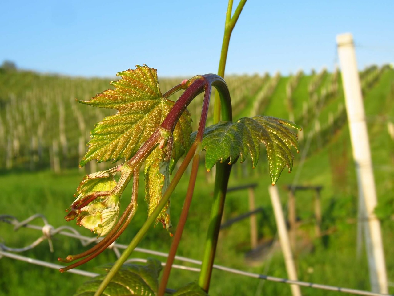 green vineyard wine leaf free photo