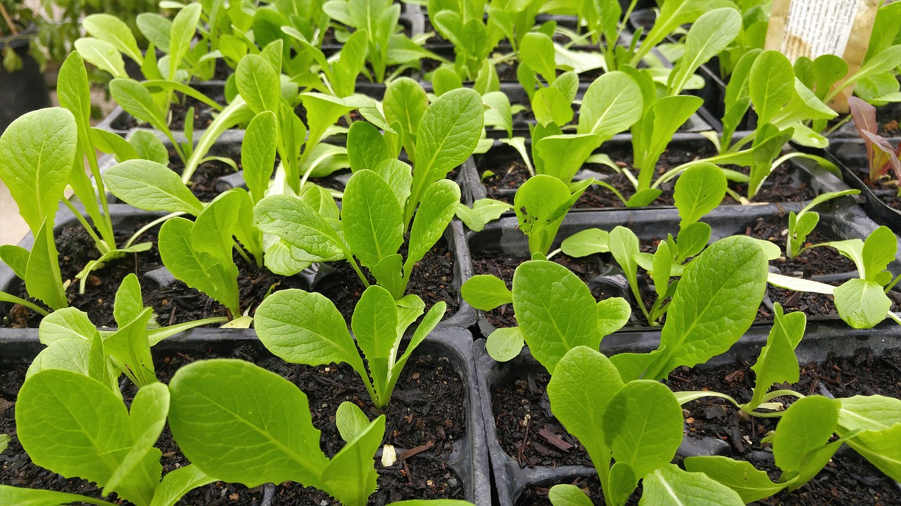 green vegetable organic free photo