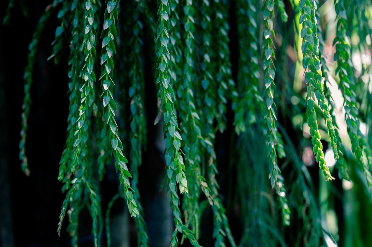 green leaves foliage free photo