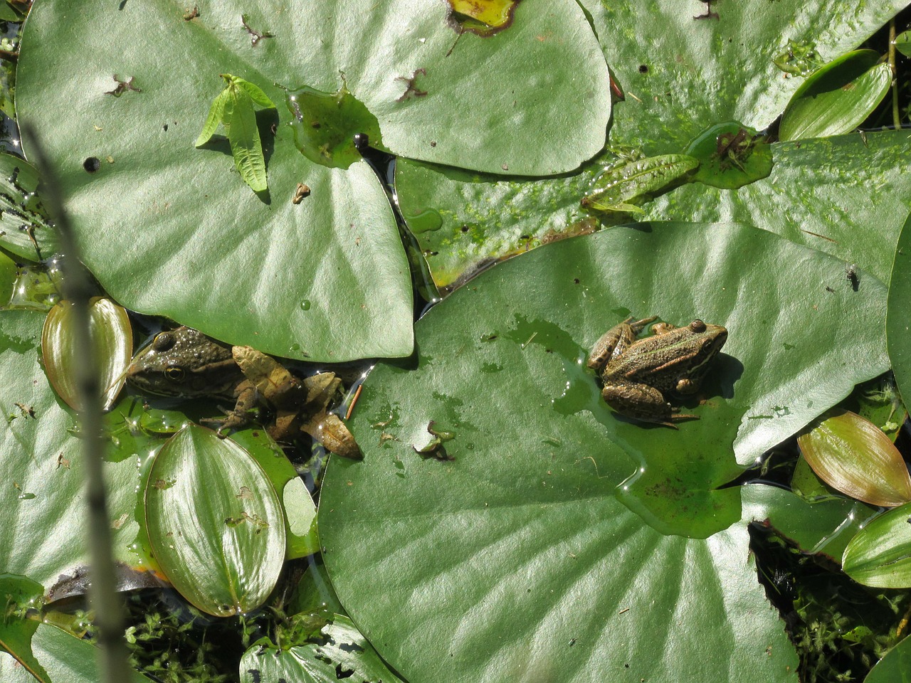 green proliferates pond free photo