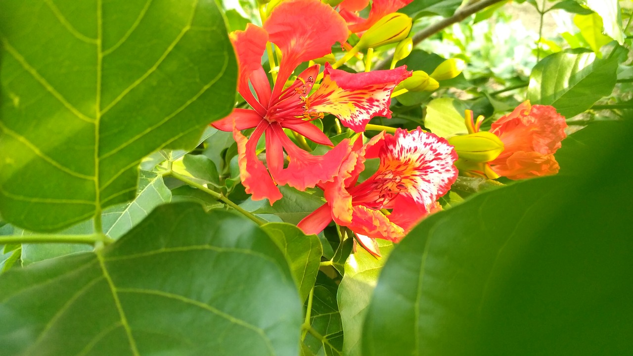 green flower red flower free photo