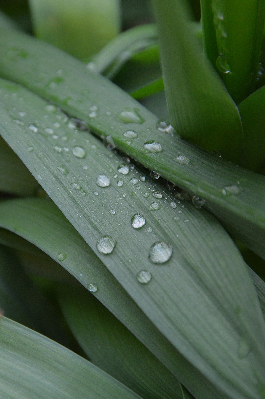 green just add water foliage free photo