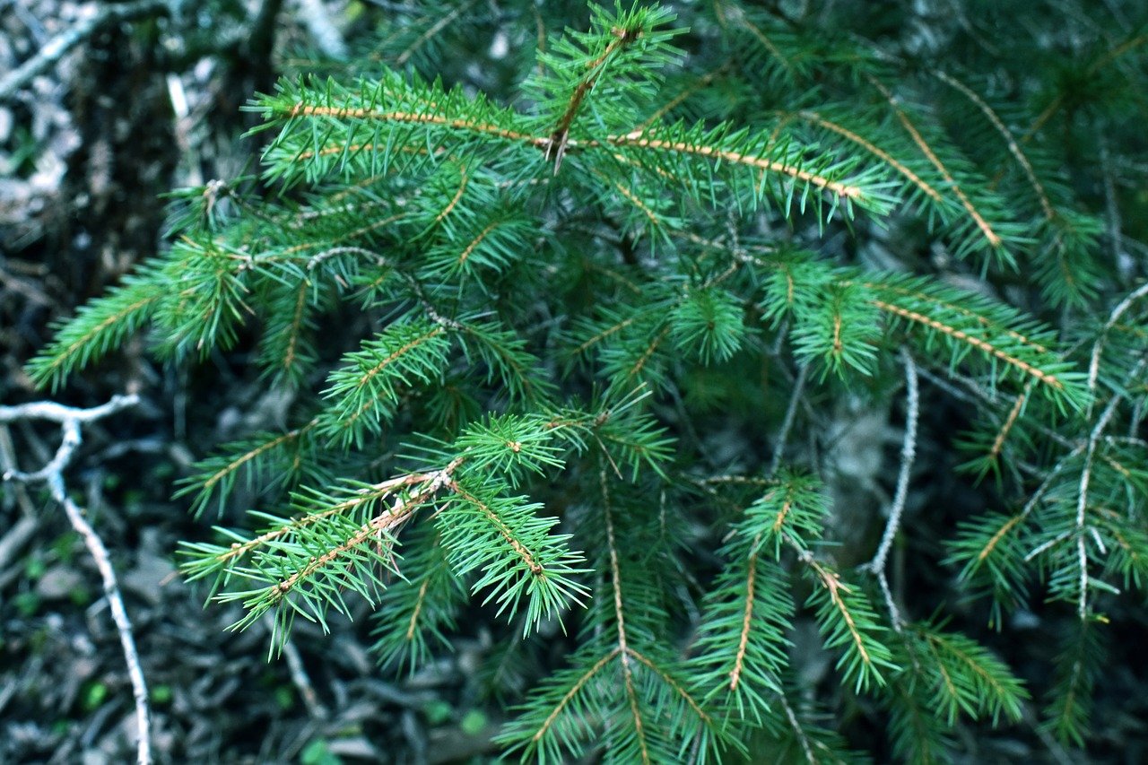 green forest conifer free photo