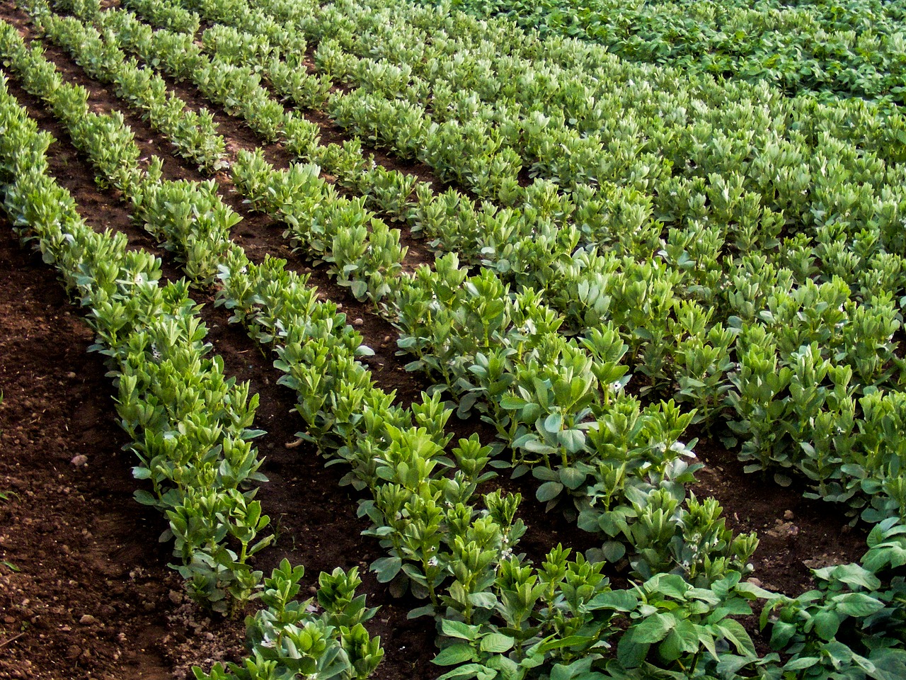 green field horta free photo