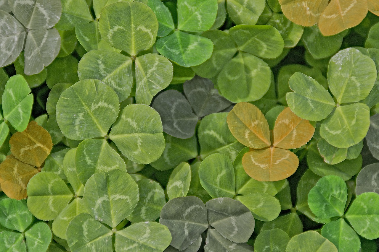 green clover color free photo