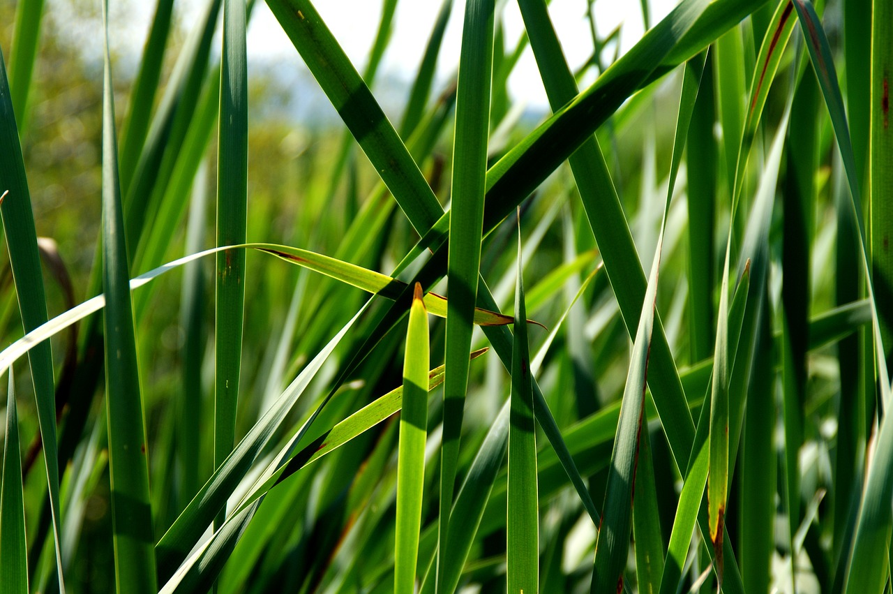 green reed nature free photo