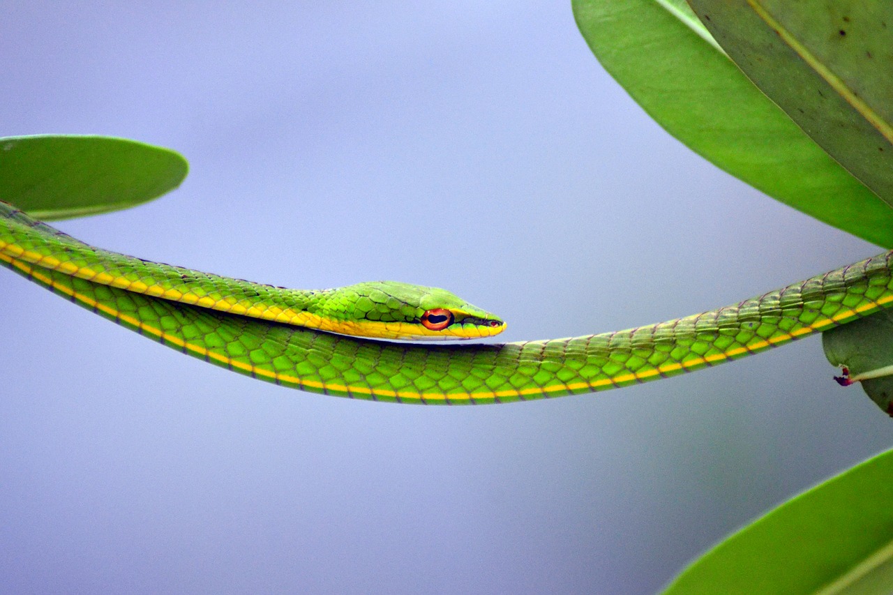 green steady snake free photo