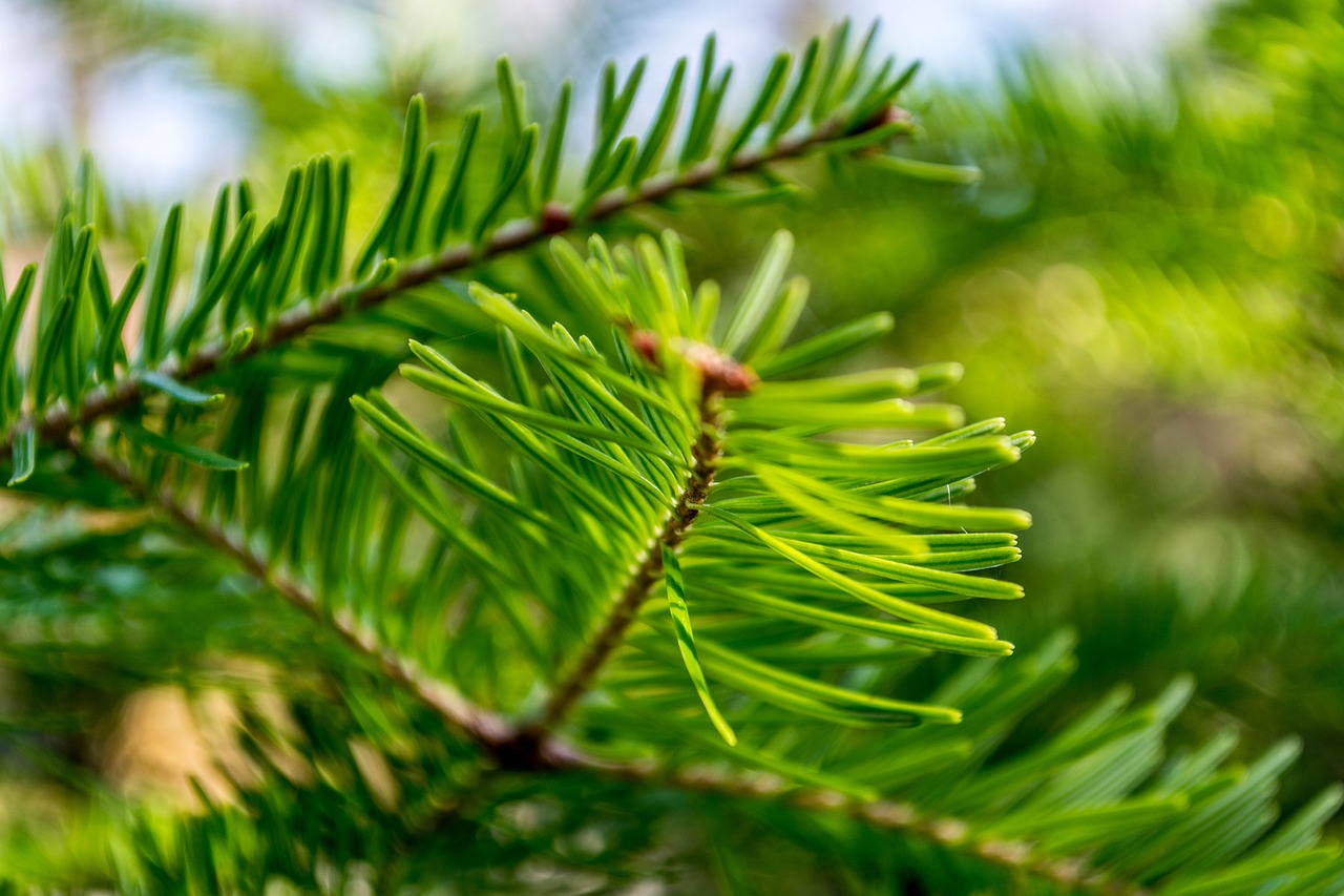 green tree foliage free photo