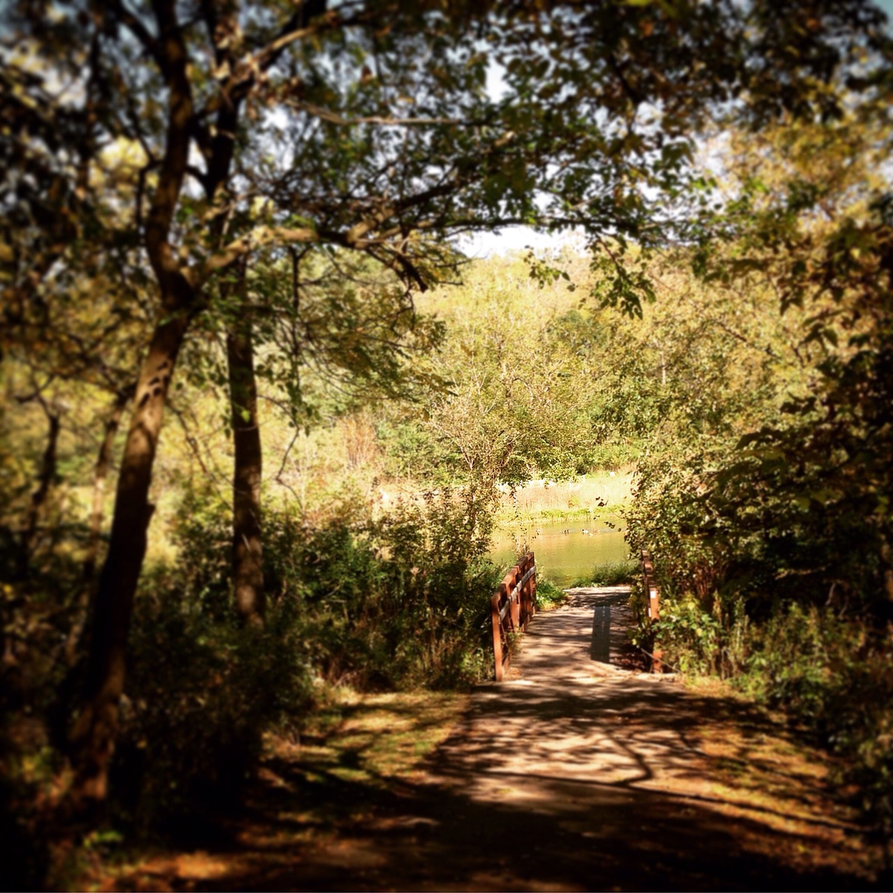 green outdoors countryside free photo