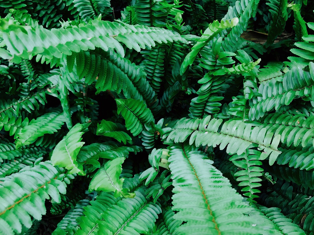 green fern plant free photo