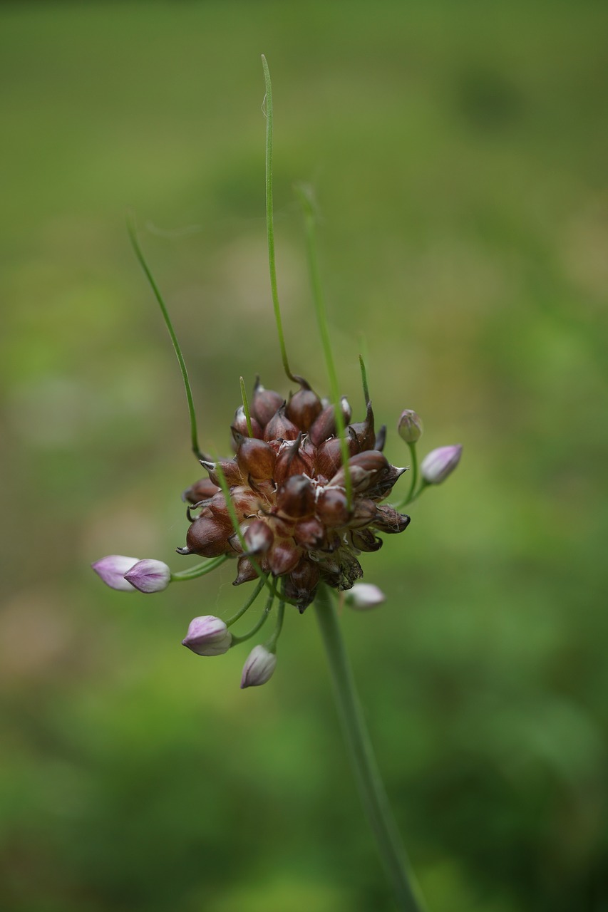 green plant macro free photo