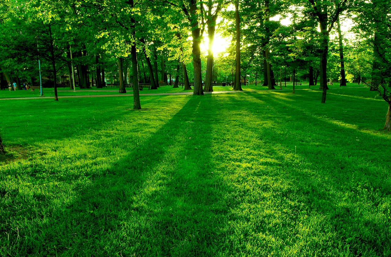 green nature trees free photo