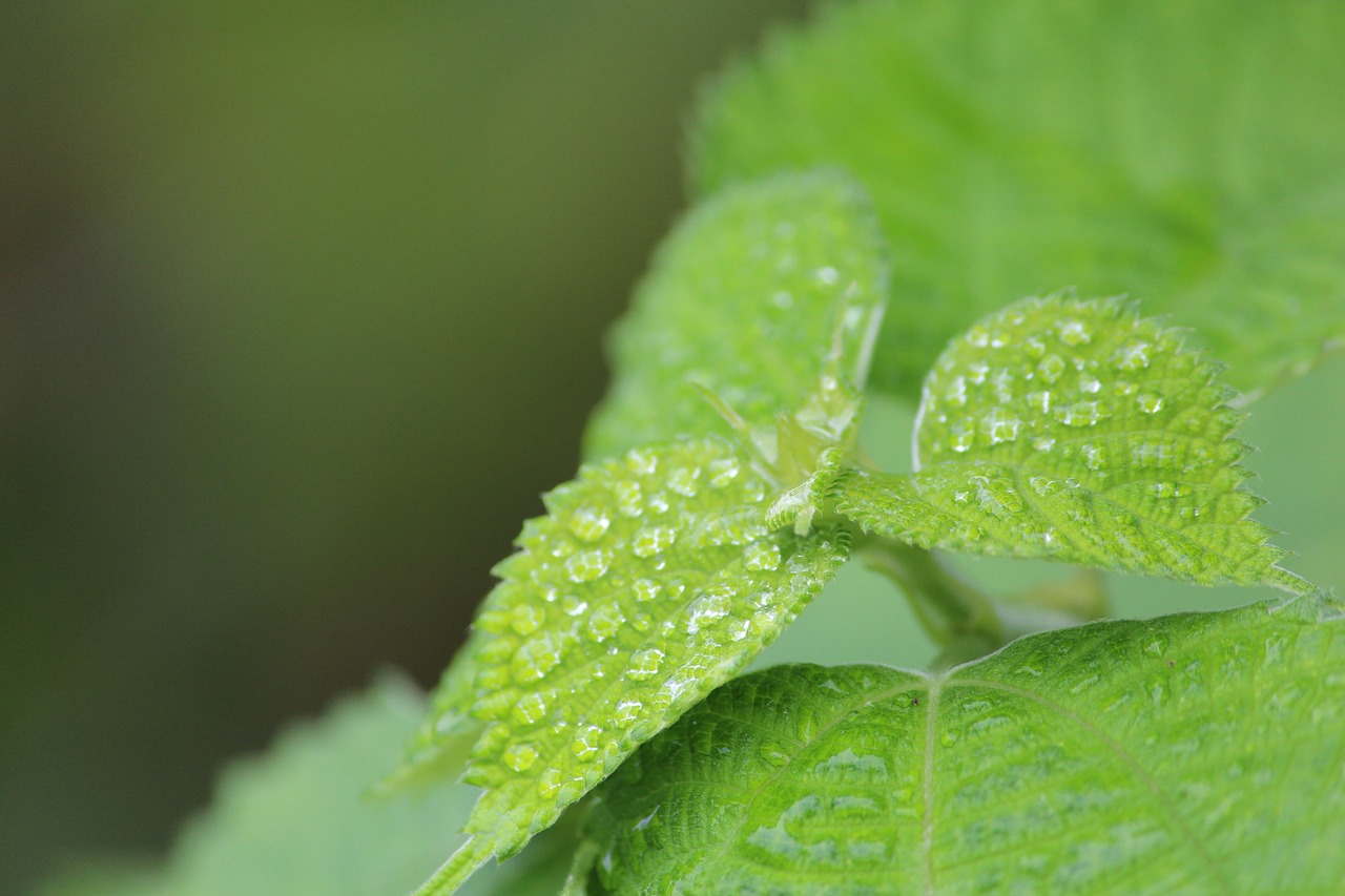 green dew early in the morning free photo