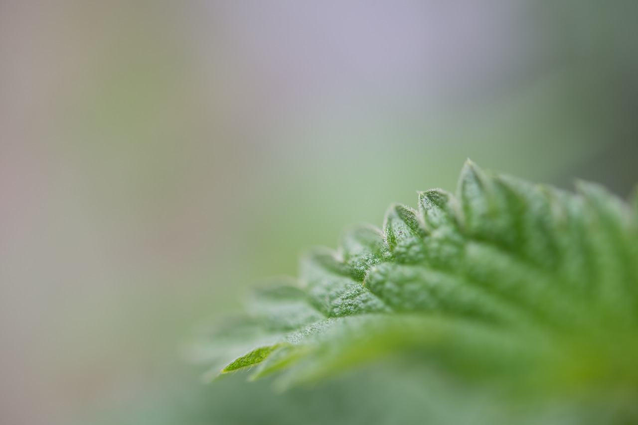 green leaf macro free photo