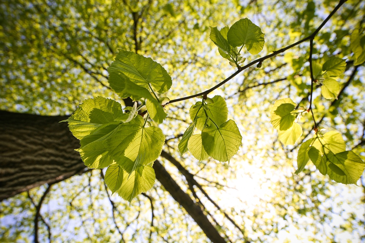 green sunny tree free photo