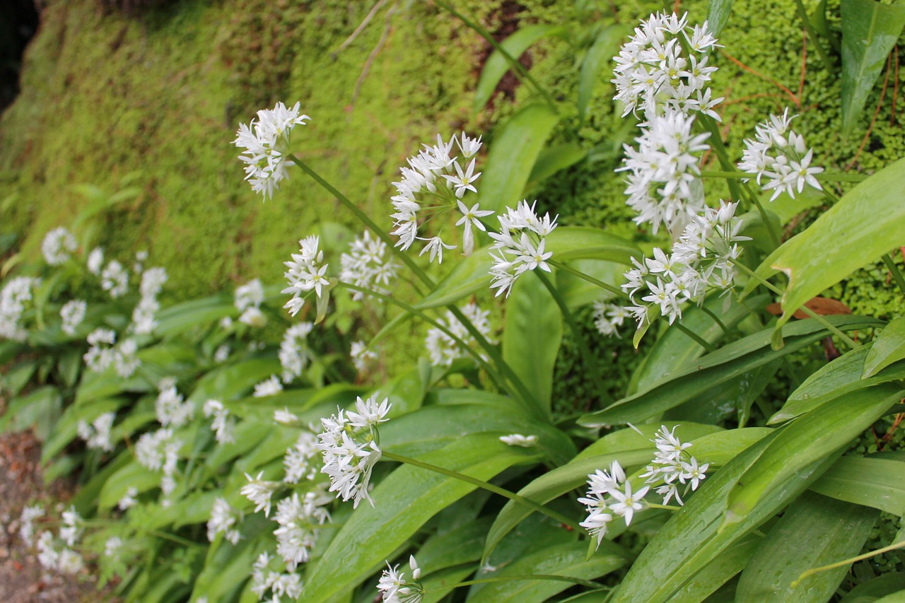 green garden flower free photo