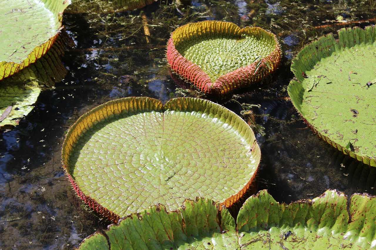 green aquatic plant water lily free photo