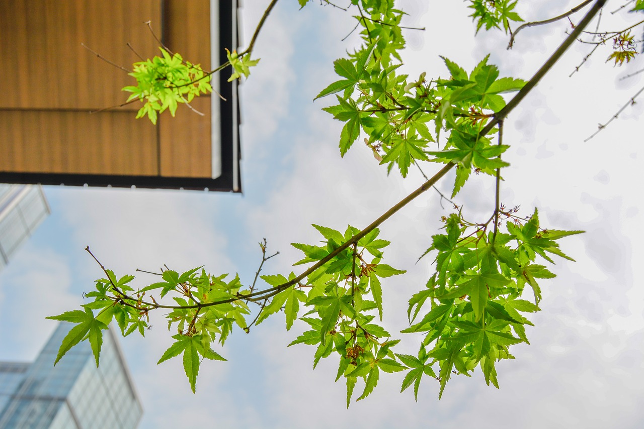 green maple look up free photo