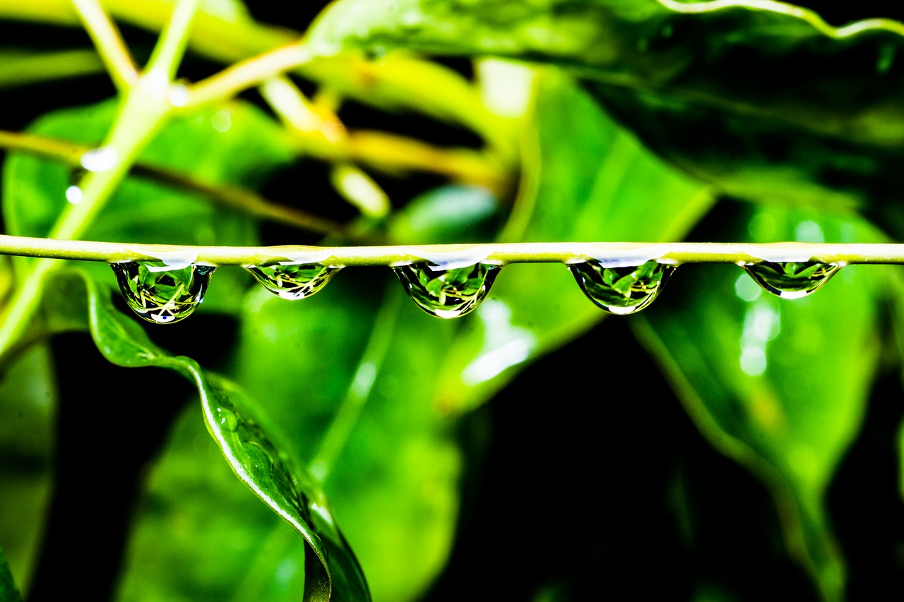 green drops water free photo