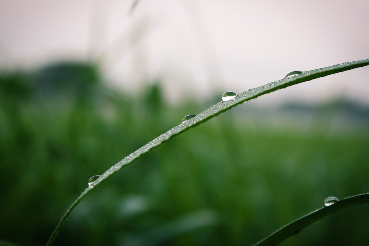 green dew grass free photo