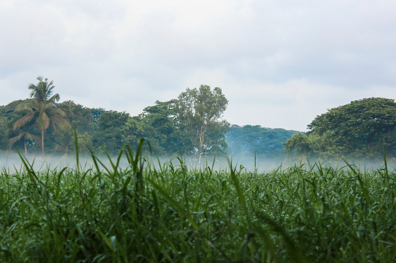 green meadow nature free photo