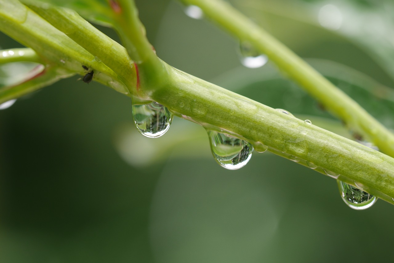 green water drop free photo