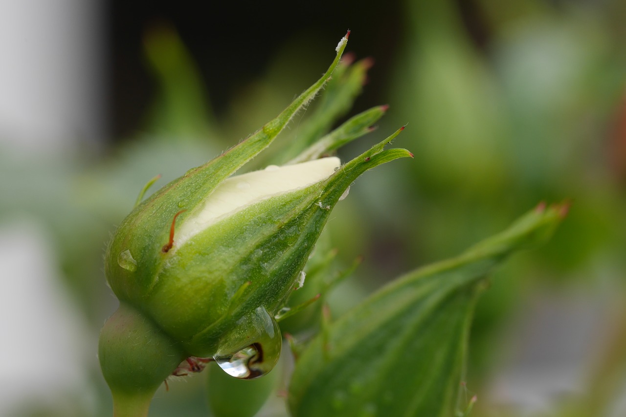 green white rose free photo