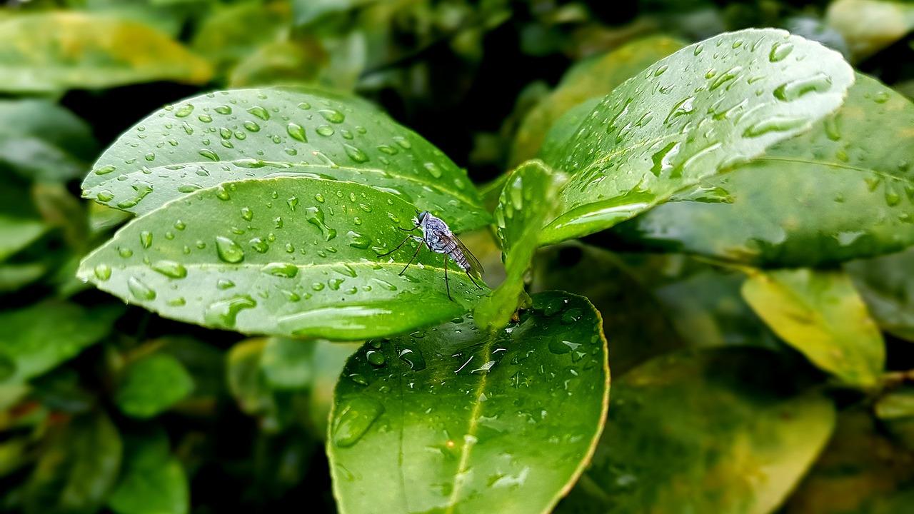 green leaf green leaves free photo