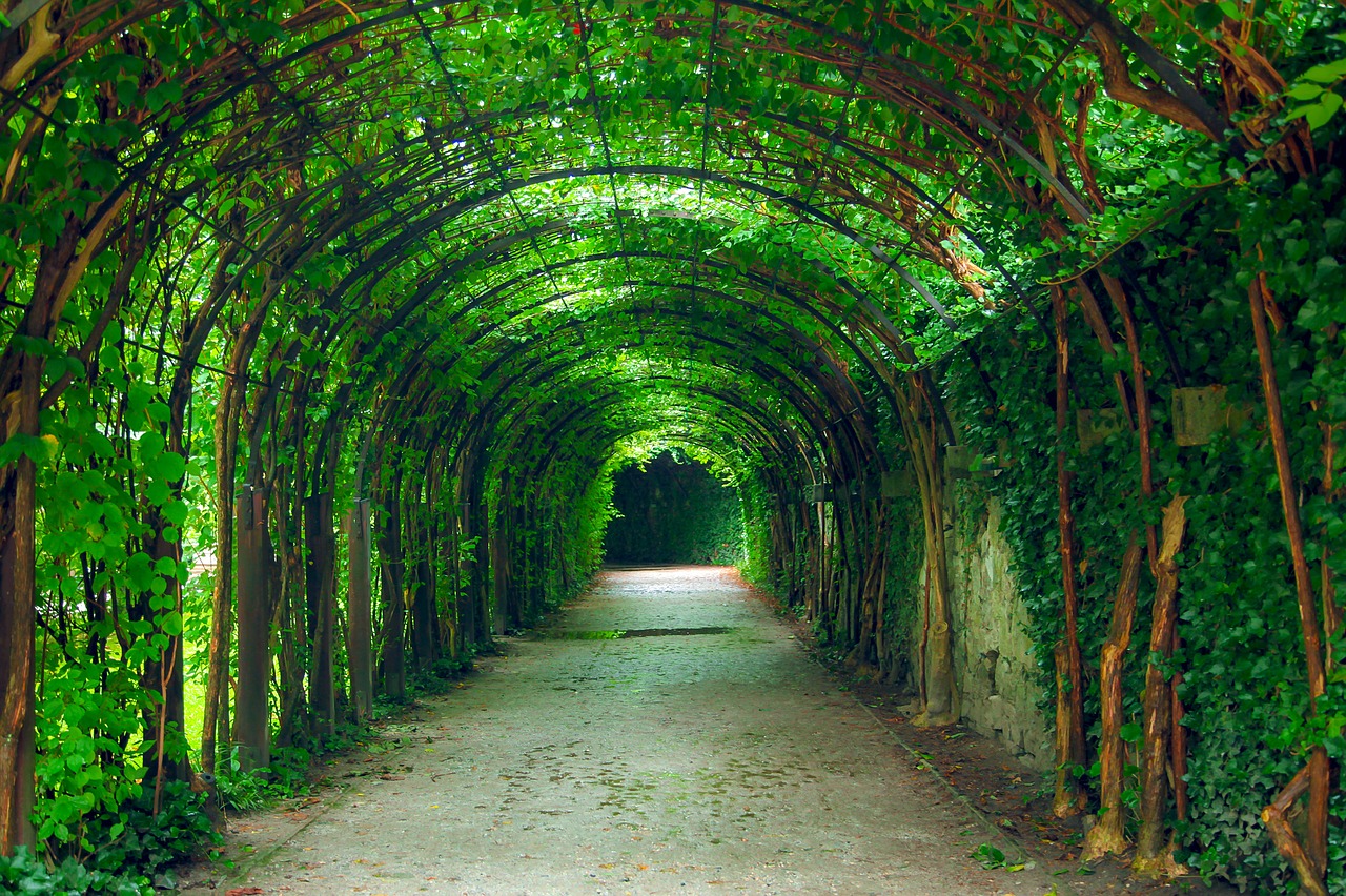 green tunnel natural free photo